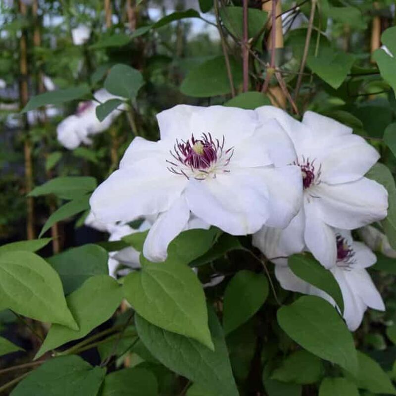 Clematis 'Miss Bateman' (EL) 125-150 cm